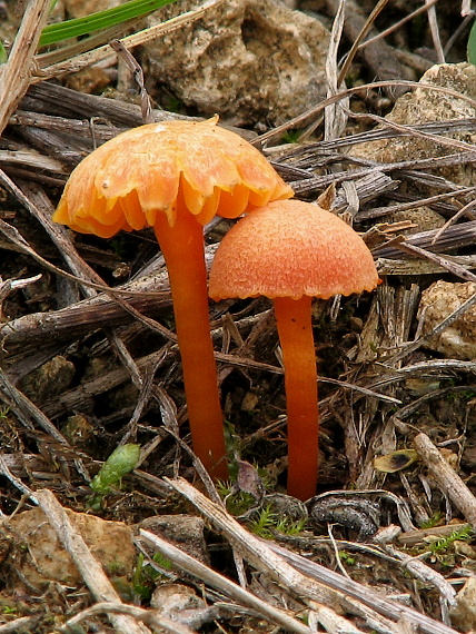 lúčnica Hygrocybe sp.