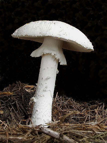 muchotrávka Amanita sp.