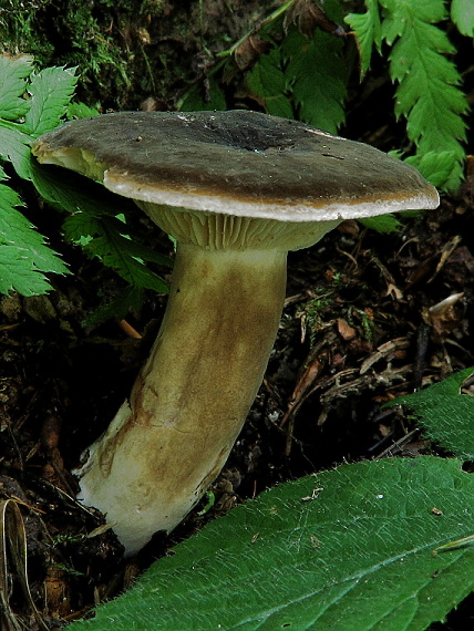 rýdzik Lactarius sp.