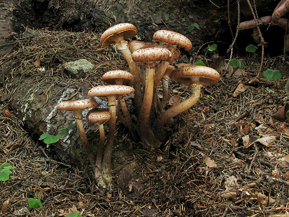 podpňovka tmavá Armillaria ostoyae (Romagn.) Herink