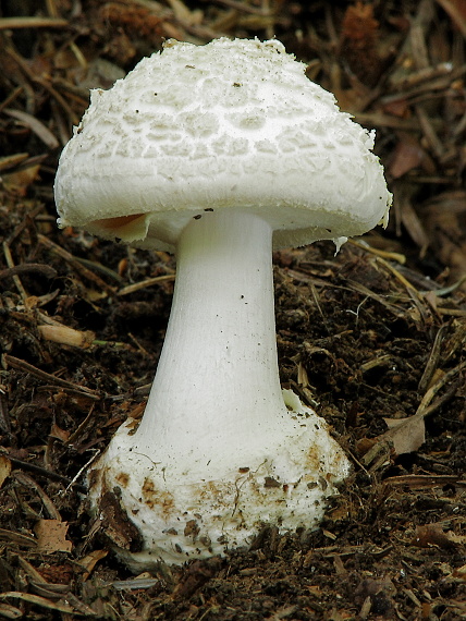 muchotrávka citrónovožltá Amanita citrina Pers.