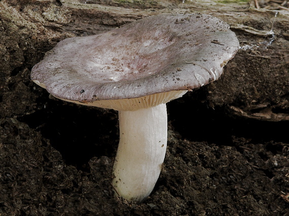 plávka Russula sp.