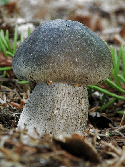 čírovka mydlová Tricholoma saponaceum (Fr.) P. Kumm.