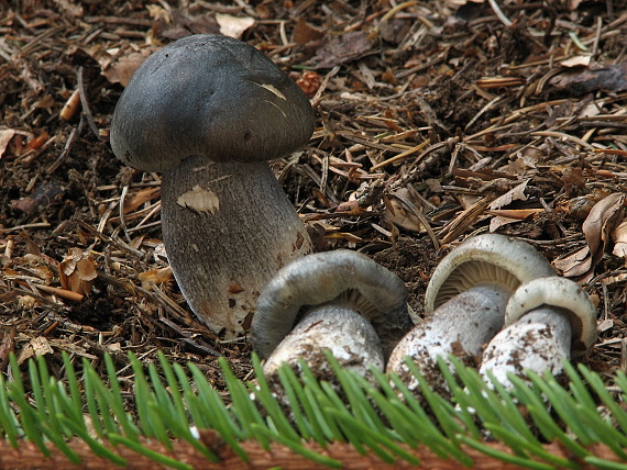 čírovka mydlová Tricholoma saponaceum (Fr.) P. Kumm.