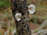 pahliva