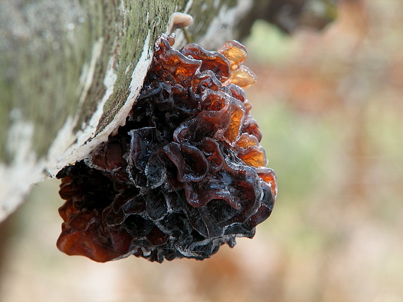 rôsolovka Phaeotremella frondosa (Fr.) Spirin & V. Malysheva