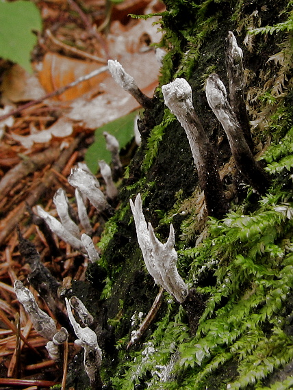 drevnatec parohatý Xylaria hypoxylon (L.) Grev.