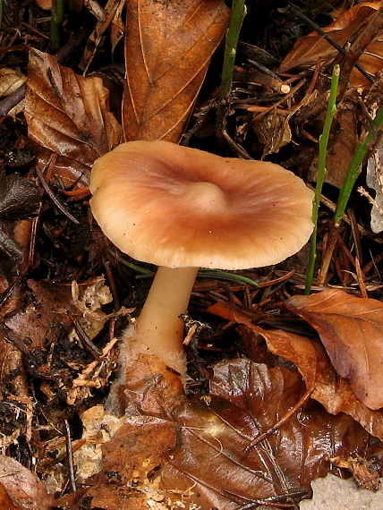 peniazovka Gymnopus sp.