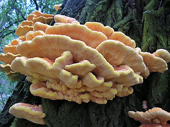 sírovec obyčajný Laetiporus sulphureus (Bull.) Murrill