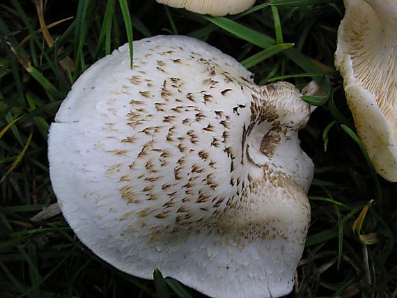 húževnatec tigrovaný Lentinus tigrinus (Bull.) Fr.