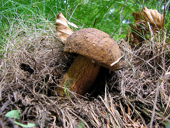 hríb zrnitohlúbikový Neoboletus luridiformis (Rostk.) G. Wu & Zhu L. Yang