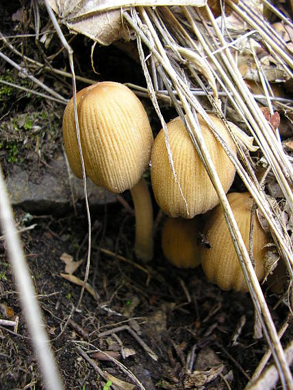 hnojník Coprinus sp.