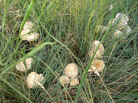 tanečnica poľná Marasmius oreades (Bolton) Fr.