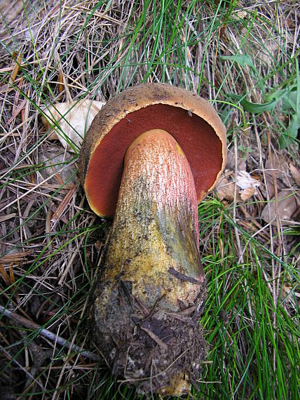 hríb zrnitohlúbikový Neoboletus luridiformis (Rostk.) G. Wu & Zhu L. Yang