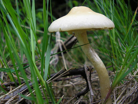 poľnička včasná Agrocybe praecox (Pers.) Fayod
