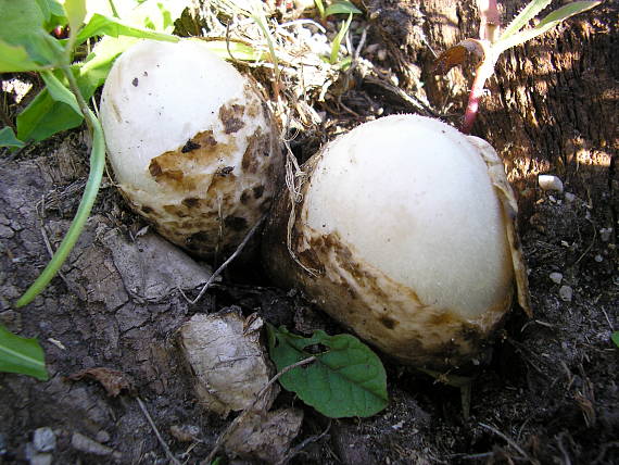 pošvovec stromový? Volvariella bombycina?