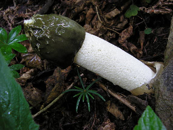 hadovka smradľavá Phallus impudicus L.