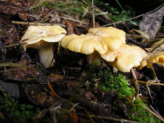 kuriatko jedlé Cantharellus cibarius Fr.