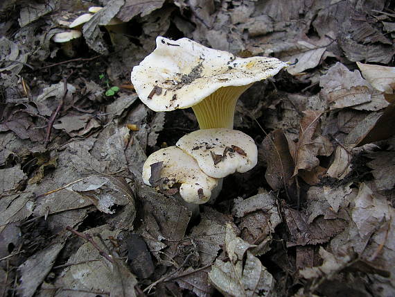 kuriatko jedlé Cantharellus cibarius Fr.