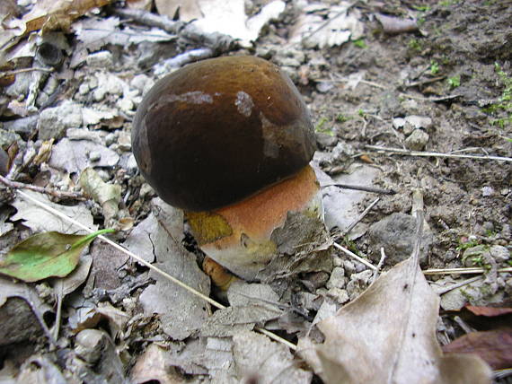 hríb zrnitohlúbikový Neoboletus luridiformis (Rostk.) G. Wu & Zhu L. Yang