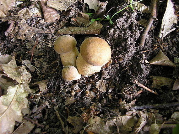 hríb dubový Boletus reticulatus Schaeff.