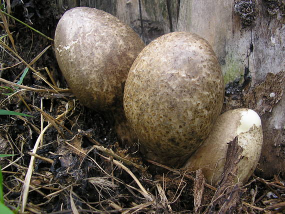 pošvovec stromový Volvariella bombycina (Schaeff.) Singer