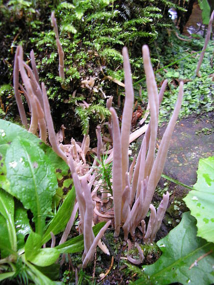 pakyjačik purpurový Alloclavaria purpurea (O.F. Müll.) Dentinger & D.J. McLaughlin