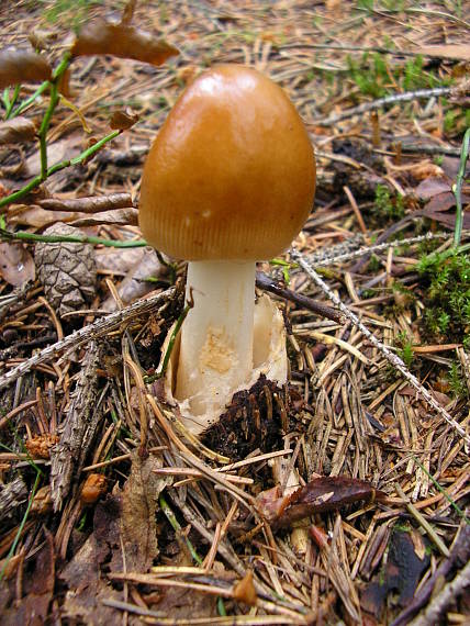 muchotrávka plavohnedá Amanita fulva Fr.