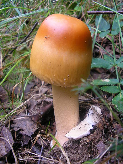muchotrávka oranžová Amanita crocea (Quél.) Singer