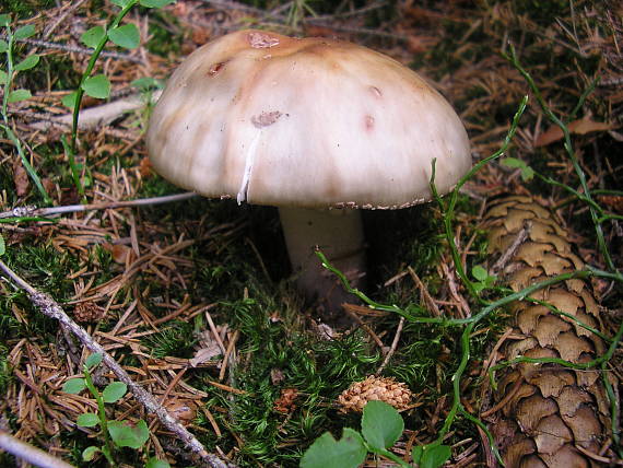 muchotrávka červenkastá Amanita rubescens Pers.