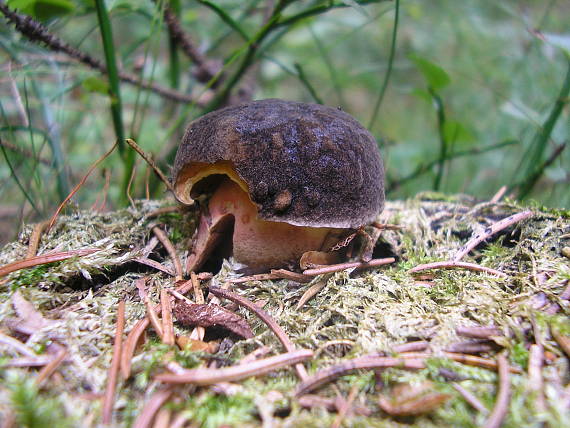 suchohríb zamatový Xerocomellus pruinatus (Fr.) Šutara