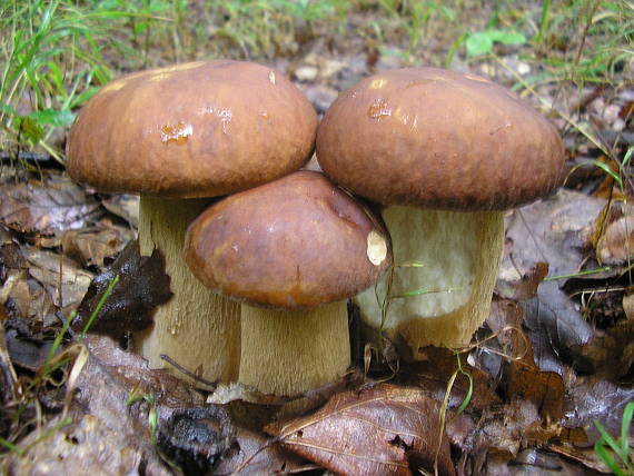 boletus