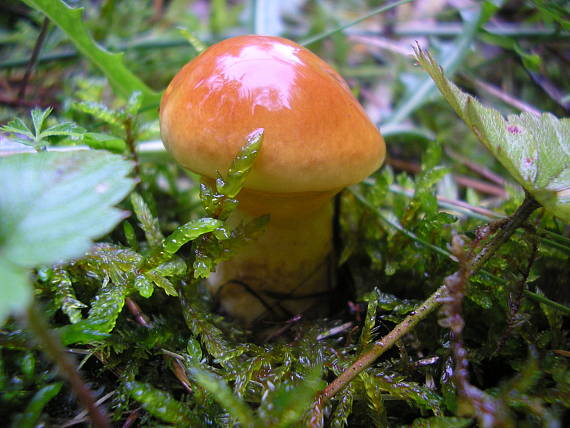 masliak smrekovcový Suillus grevillei (Klotzsch) Singer