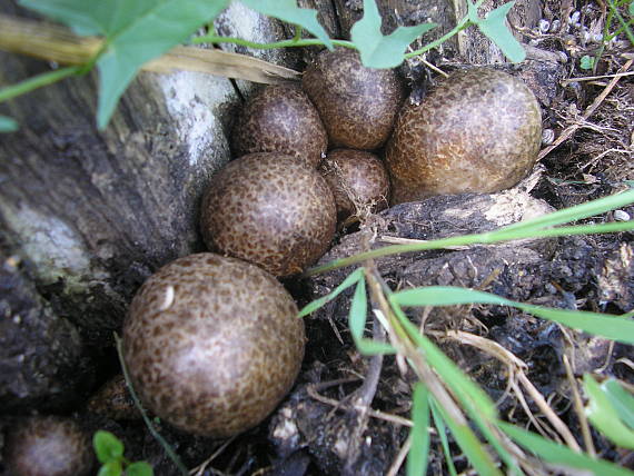 pošvovec stromový Volvariella bombycina (Schaeff.) Singer