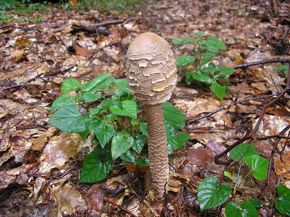 bedľa vysoká Macrolepiota procera (Scop.) Singer