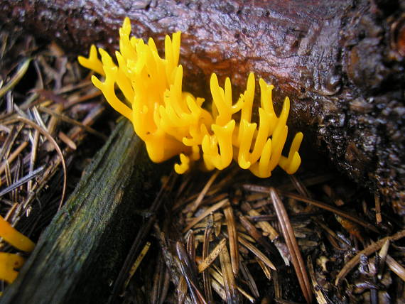 parôžkovec lepkavý Calocera viscosa (Pers.) Fr.