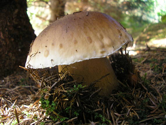hríb smrekový Boletus edulis Bull.