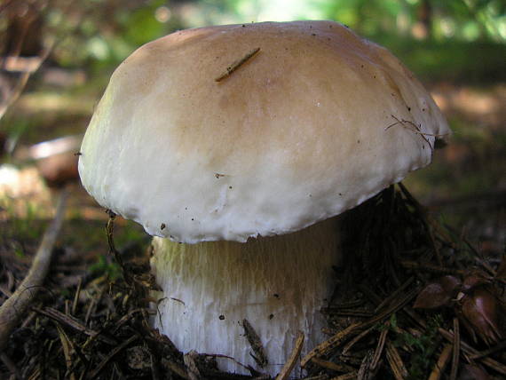 hríb smrekový Boletus edulis Bull.