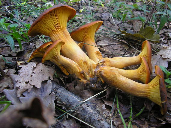 kališník hnedooranžový Omphalotus olearius (DC.) Singer