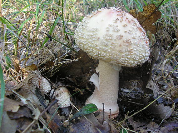 muchotrávka červenkastá Amanita rubescens Pers.