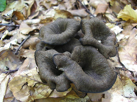 lievik trúbkovitý Craterellus cornucopioides (L.) Pers.
