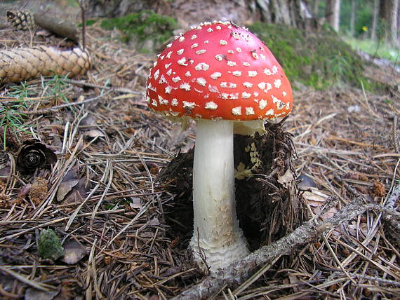 muchotrávka červená Amanita muscaria (L.) Lam.