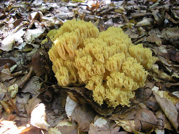 strapačka Ramaria sp.