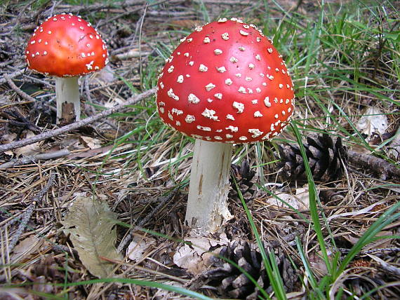 muchotrávka červená Amanita muscaria (L.) Lam.