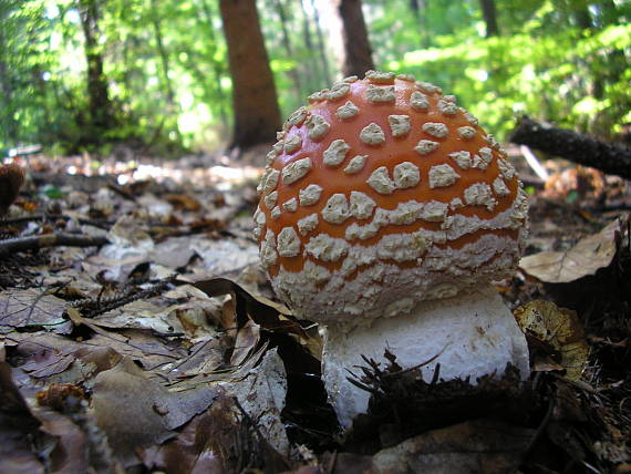 muchotrávka červená Amanita muscaria (L.) Lam.