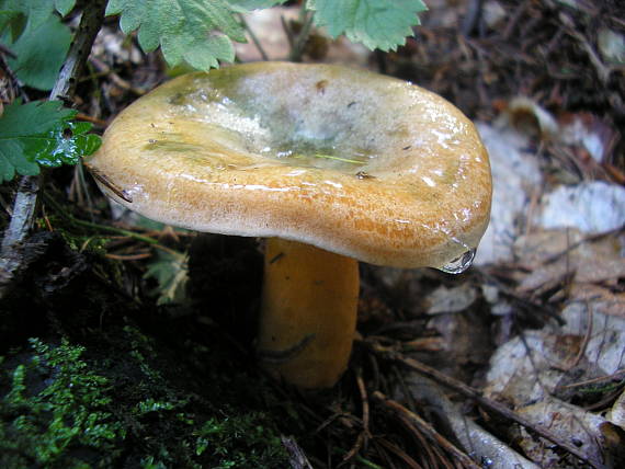 rýdzik smrekový Lactarius deterrimus Gröger