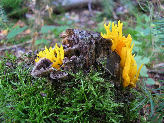 parôžkovec lepkavý Calocera viscosa (Pers.) Fr.