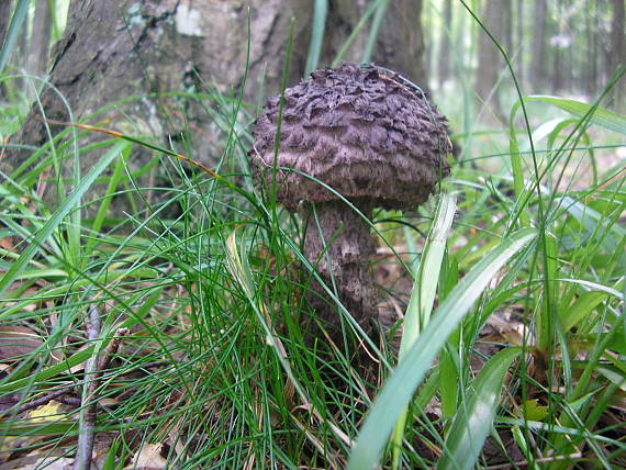 šiškovec šupinatý Strobilomyces strobilaceus (Scop.) Berk.