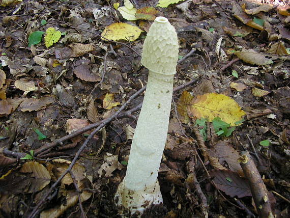 hadovka smradľavá Phallus impudicus L.