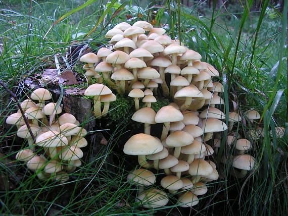 strapcovka zväzkovitá Hypholoma fasciculare (Huds.) P. Kumm.